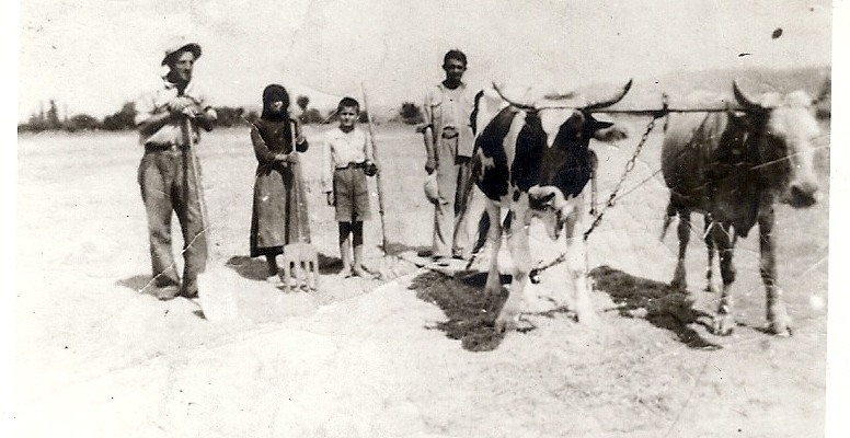 Αλώνισμα ροβιού με (α)δοκάνη που σέρνουν βόδια. Διακρίνονται: Σταύρος Μάνης, Σταυρούλα Ν Μπαντή, Βσίλης και Λάμπρος Μπαντής,  γύρω στο 1952 (Αρχείο Νικολάου Λ. Μπαντή).